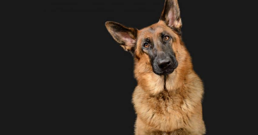 If you're looking for some tough police dog names for your favorite pup, then here is where you should be. Check out 100 that we love!