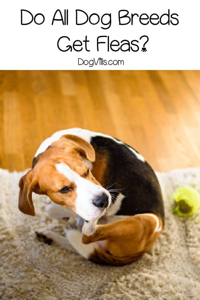 Do all dog breeds get fleas? The short answer is yes. But some dogs are attacked by far than others. Here is everything there is to learn.