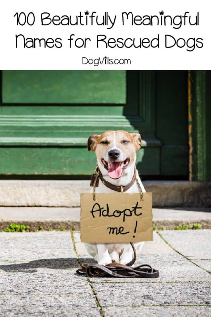 Looking for some brilliant and meaningful names for your newly rescued dog? Check out 100 we love!