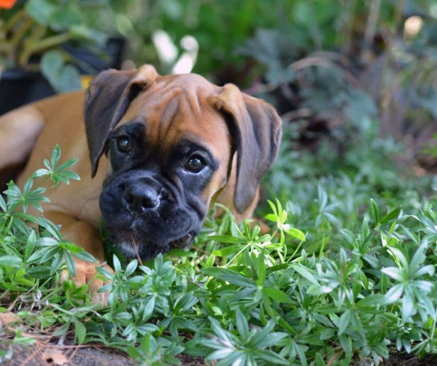 boxador dog breed