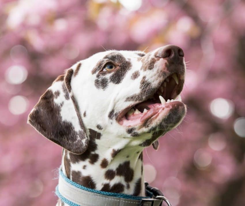 5 Best Dog Buttons for Communication