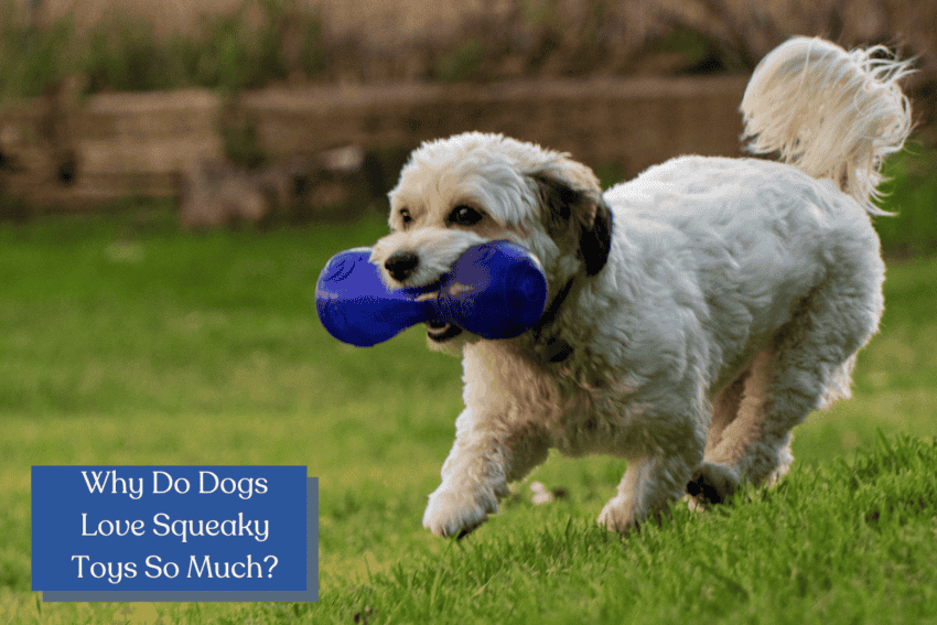 Why do dogs like squeaky toys so much? The answers may surprise you! Unravel the mystery behind this adorable canine fascination in our latest blog post!