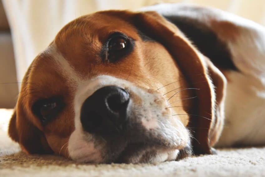 Secrets behind dog whiskers