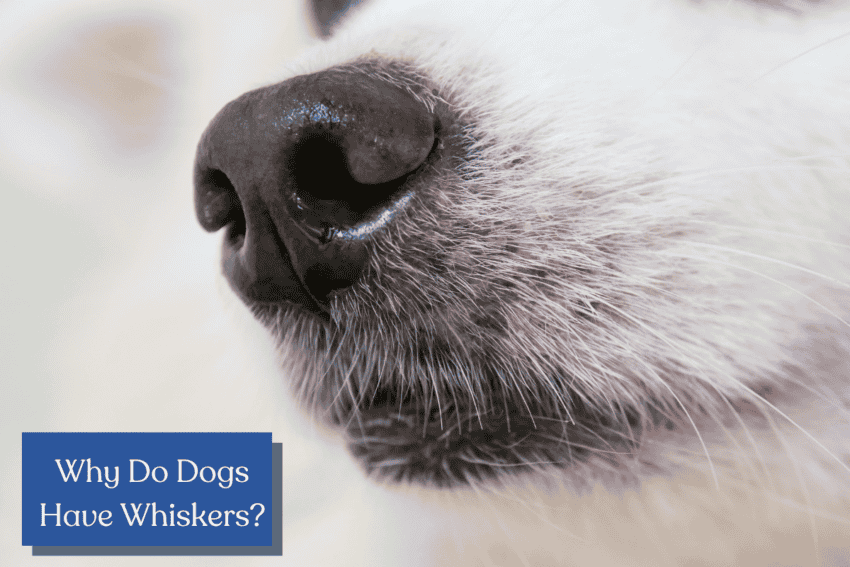 Why do dogs have whiskers?