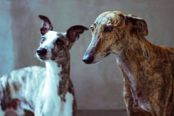 Whippets and Greyhounds are both wonderful dog breeds that are often confused for each other. Learn the difference between them!