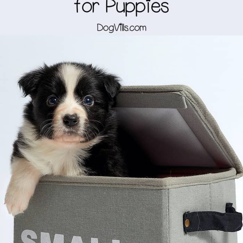 Are bully sticks for puppies a safe way to satisfy their need to chew? Yes, if you follow certain safety rules! Check out everything you need to know!