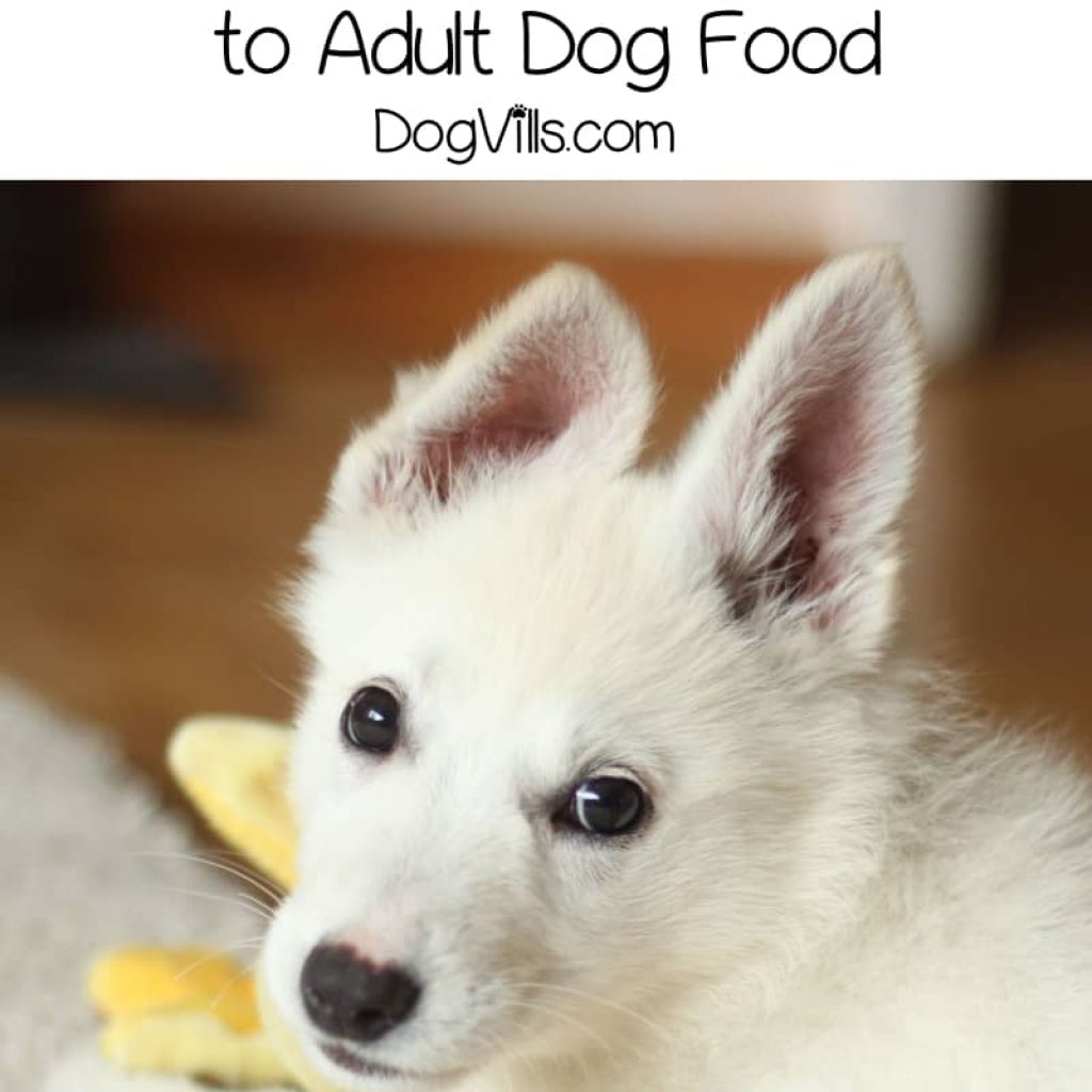 Your sweet pooch is growing up quickly, and it’s time to transition from puppy to adult dog food. Check out 5 tips for a smoother switch! https://dogvills.seahwk.com/transition-from-puppy-to-adult-dog-food #dogs #doglife