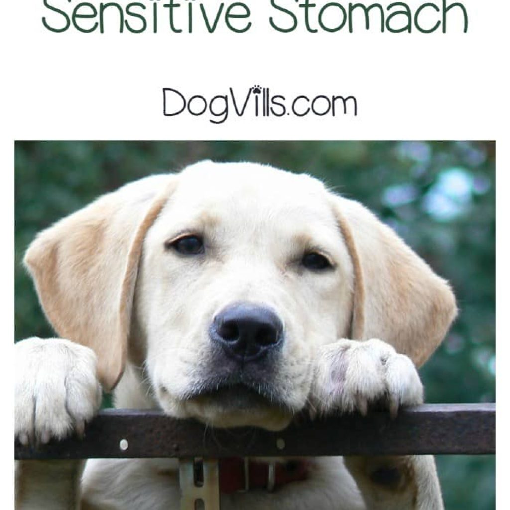 What is the best dog food for labs with a sensitive stomach? Check out our tips for helping you work with your vet to find out!