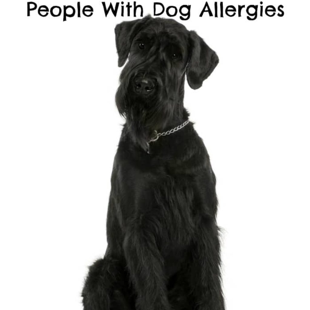 Best Hypoallergenic Large Breeds For People WIth Dog Allergies