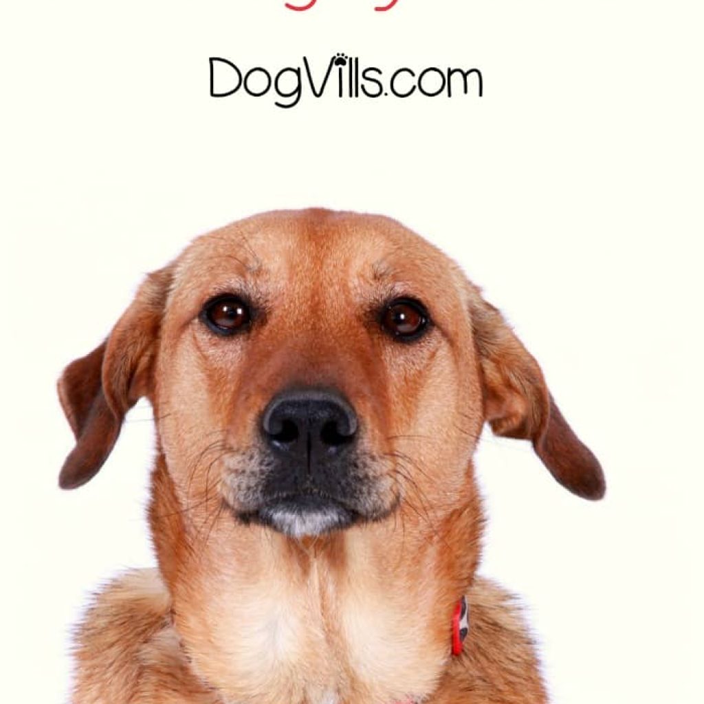 What is pyometra & can your dog survive it? Today we're answering the terrifying question of "what are my dog's chances of surviving pyometra?"
