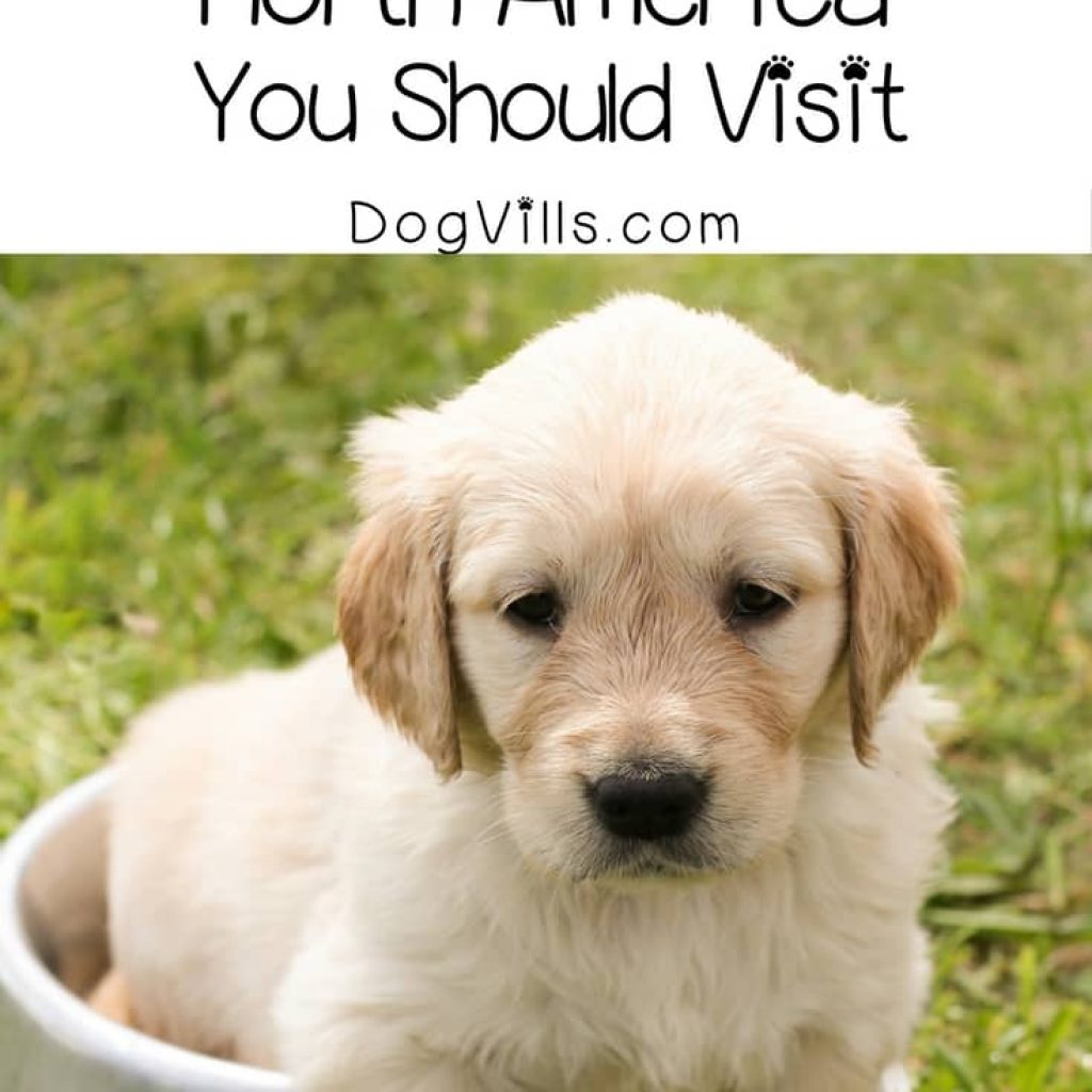 6 Dog friendly restaurants in North America you should visit