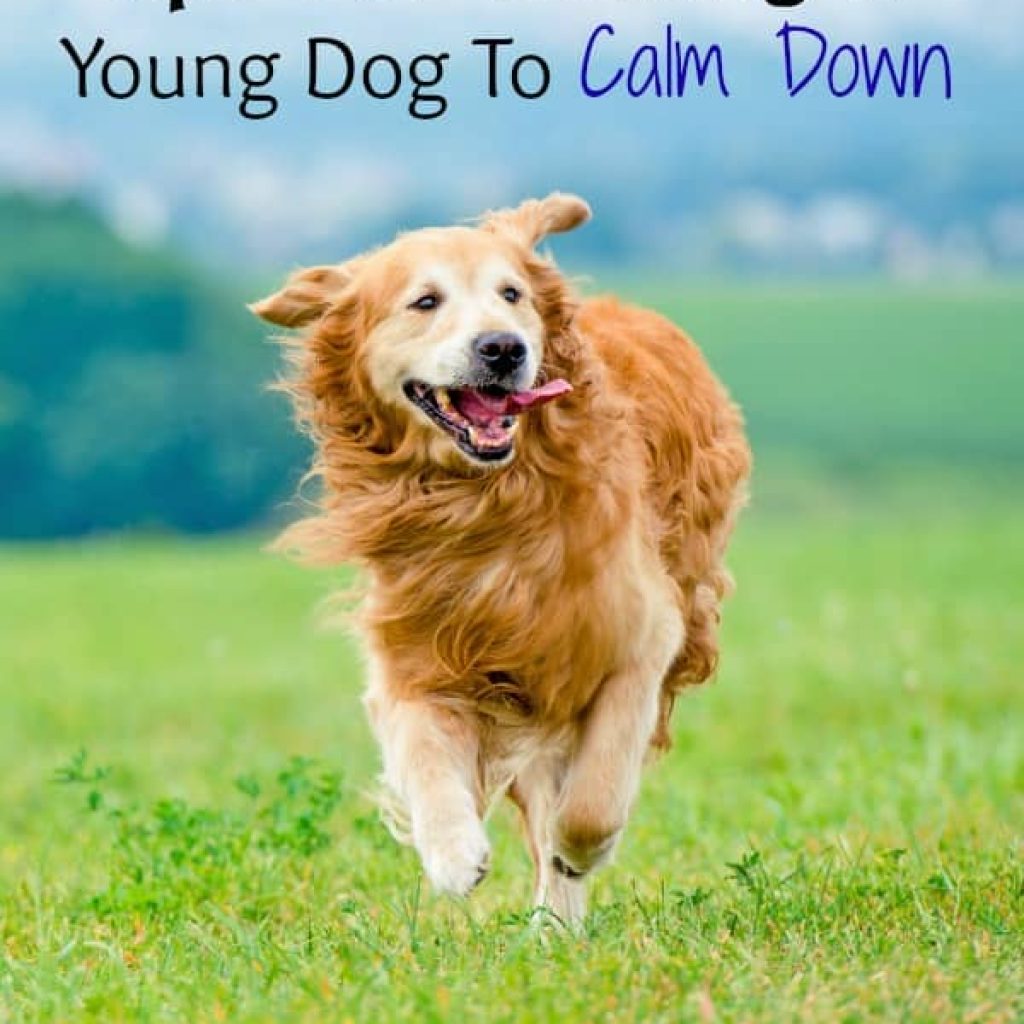 Does Fido go totally bonkers every time he sees you? Is he a bit unruly at the dog park? Check out these training tips for getting a young dog to calm down!