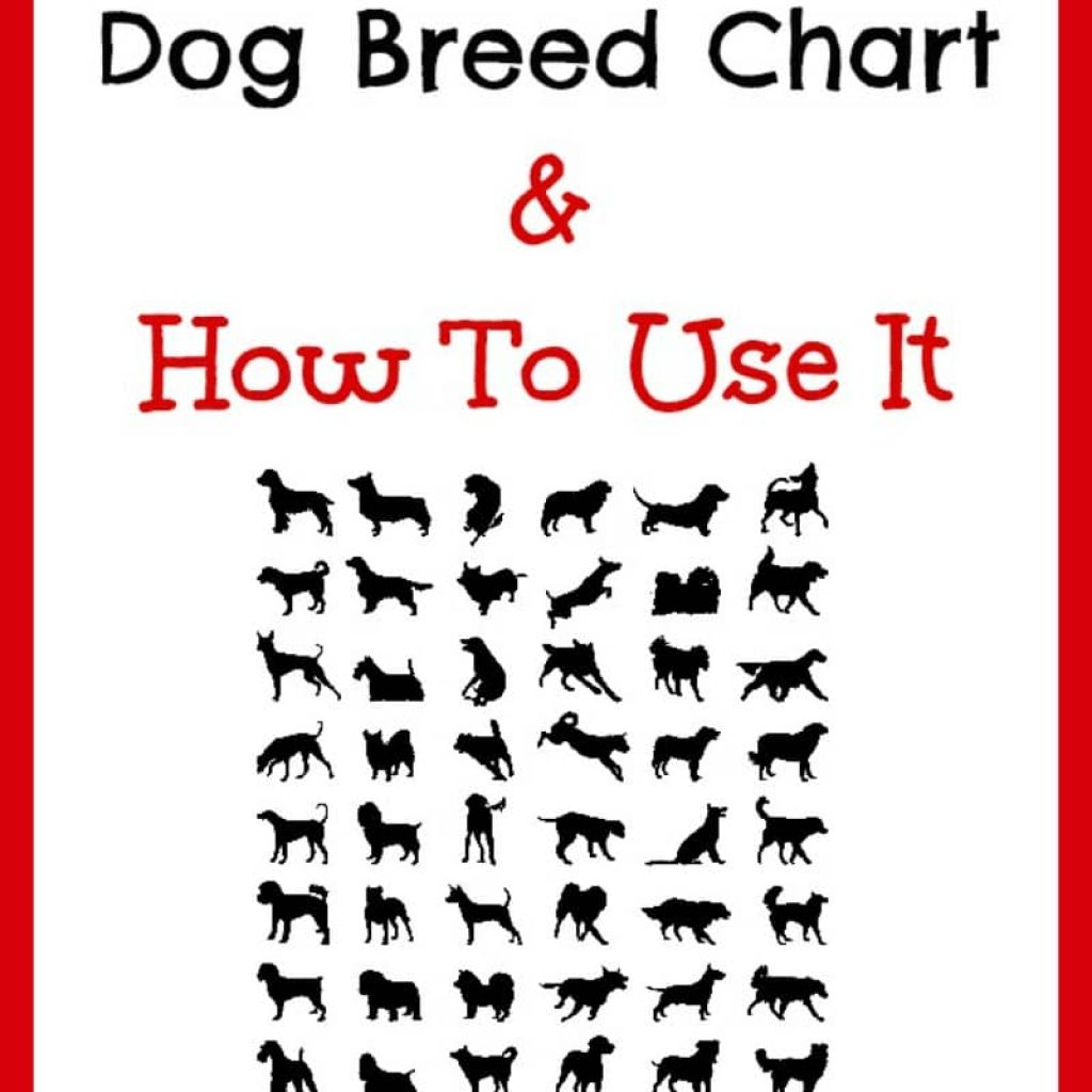 Check out our tips on where to find a dog breed chart and how to use it to choose the right dog for your family!