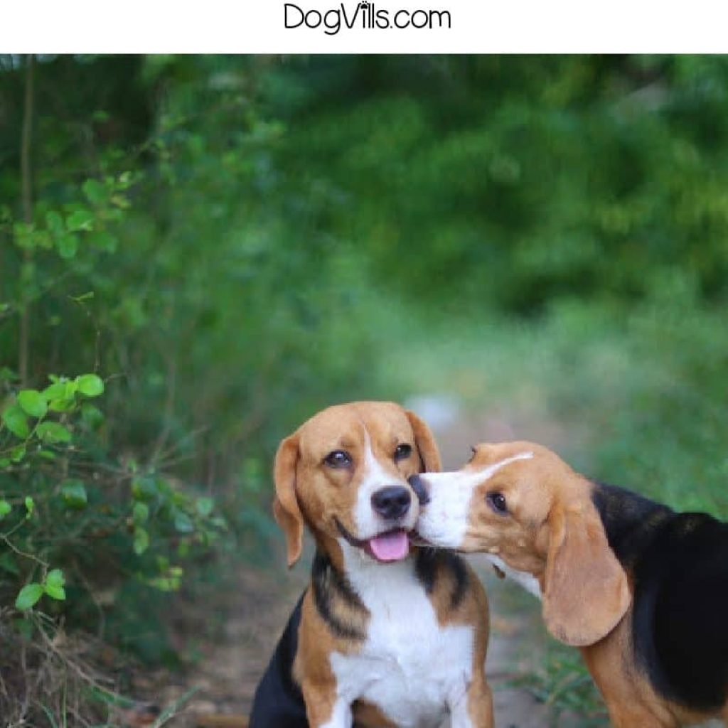 There’s nothing cuter than two dogs “smooching,” but you’re bound to wonder why dogs kiss each other at all? Check out 7 reasons!