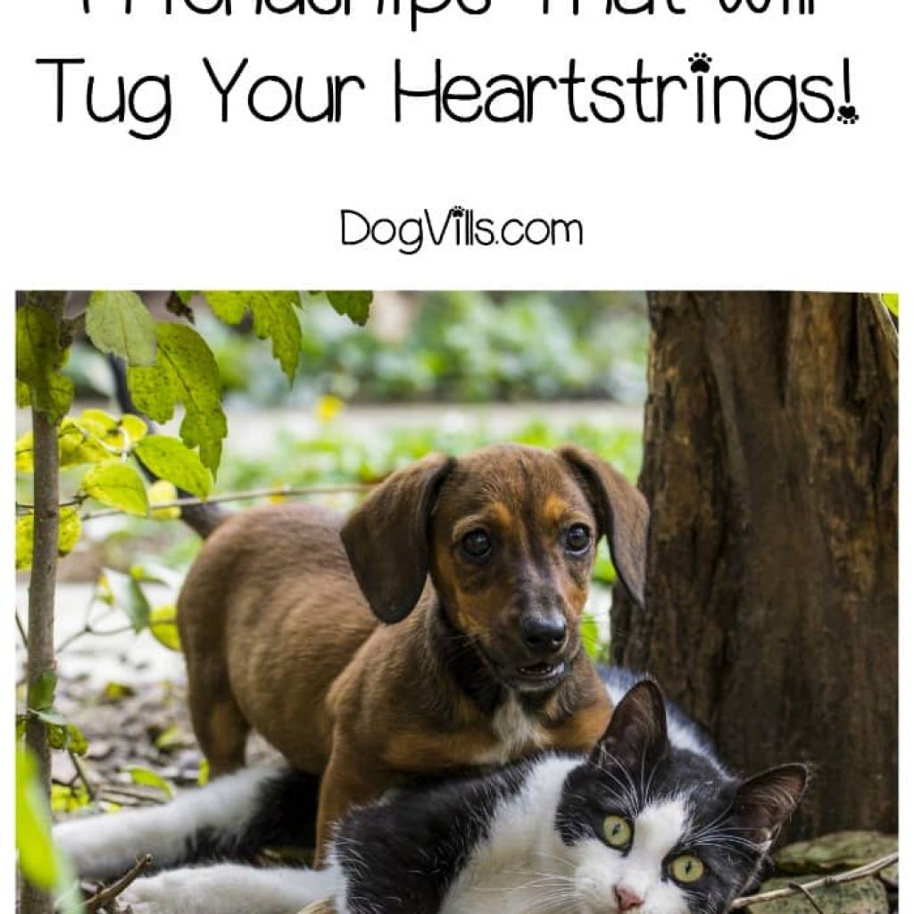 These amazing animal friendships will tug your heartstrings, make you laugh and renew your hope that even the unlikeliest pairs can get along!