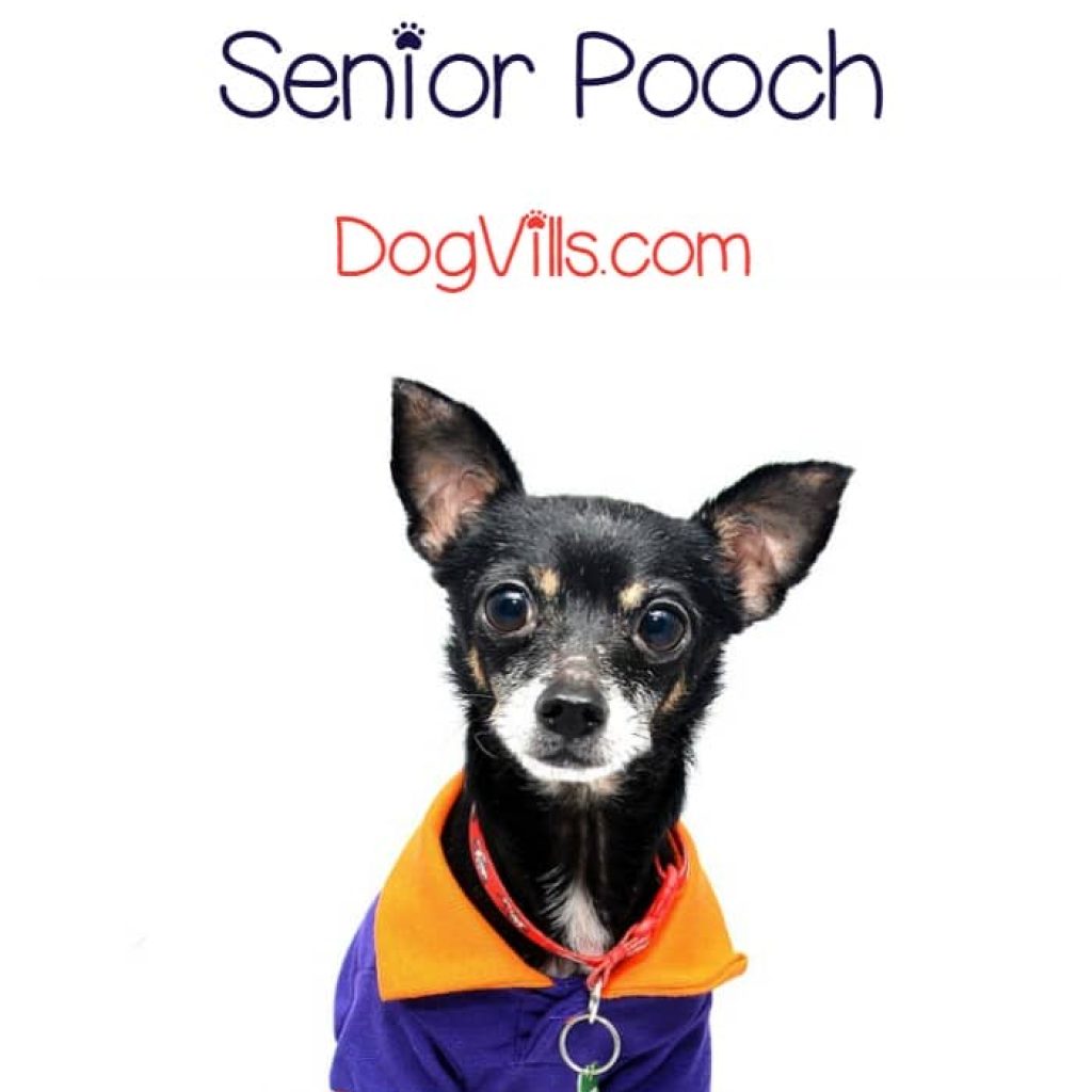 Older dogs need food designed for their aging bodies. Check out our guide to choosing the best canned dog food for seniors!