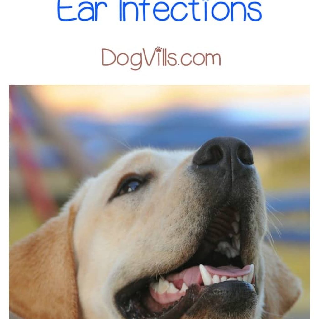Can finding the best dog food for labs with ear infections really make a huge difference with the problem? Find out!