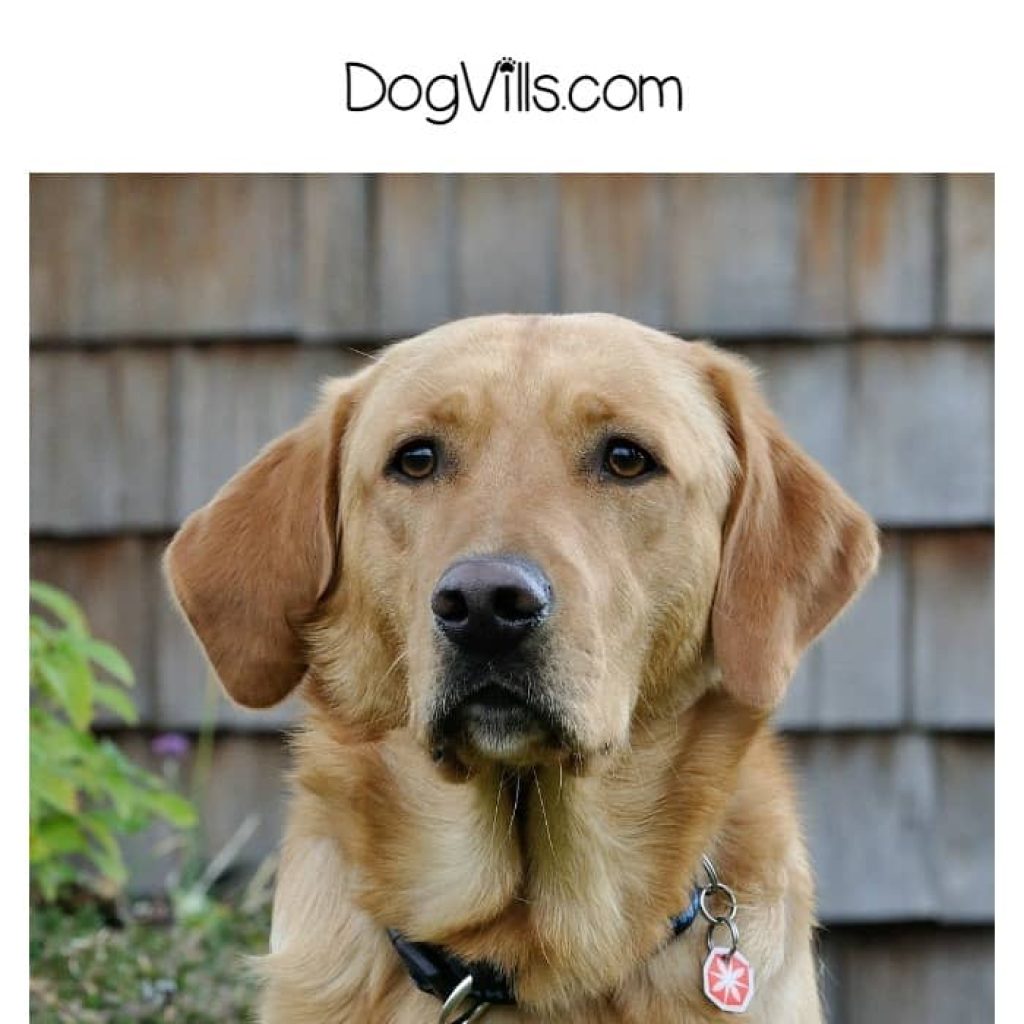 The right ingredients can help combat skin issues or keep them at bay altogether. Check out tips for picking the best dog food for labs with skin issues.