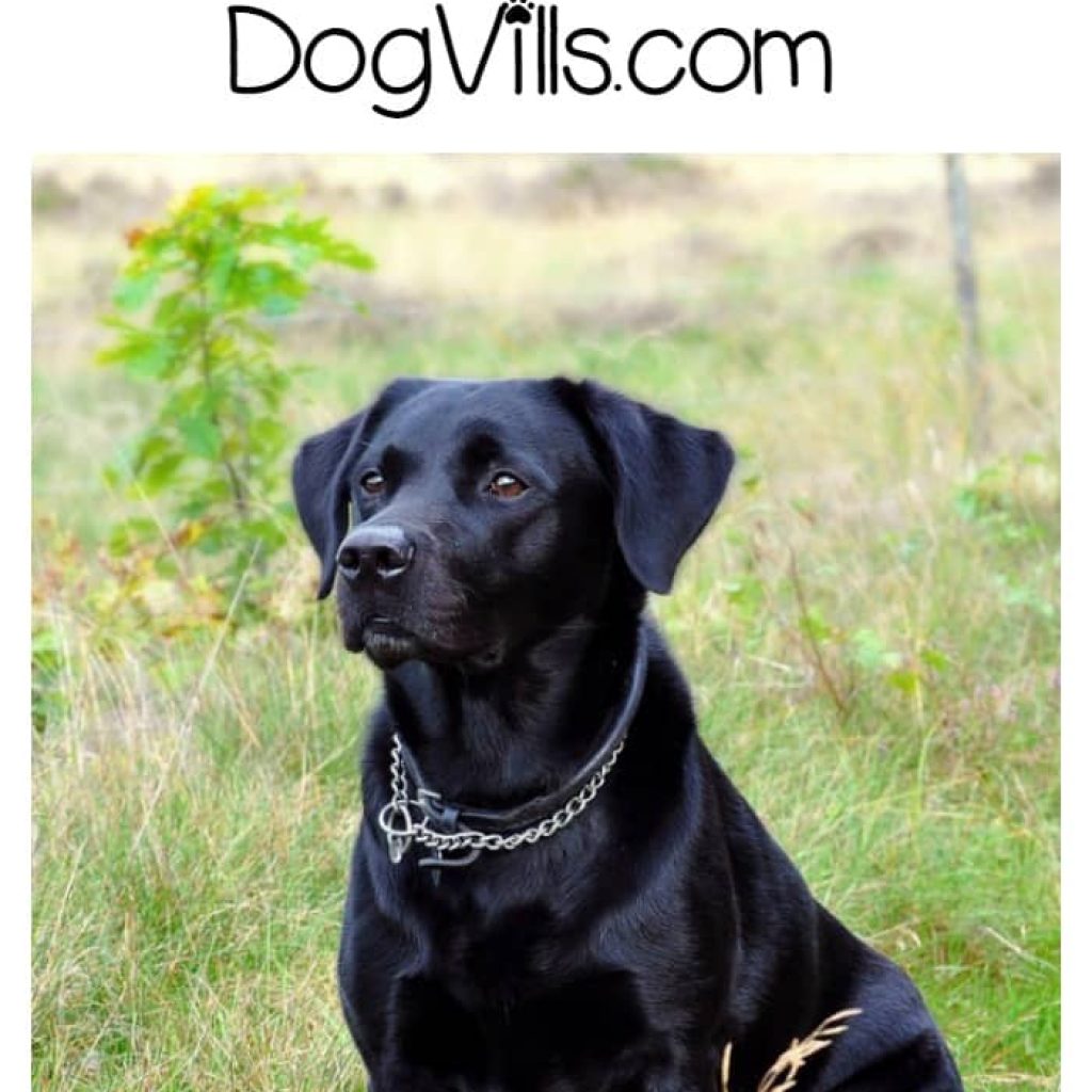 What is the best dry dog food for labs? Here's a hint: it's not about the brand, it's about the ingredients! Learn more!