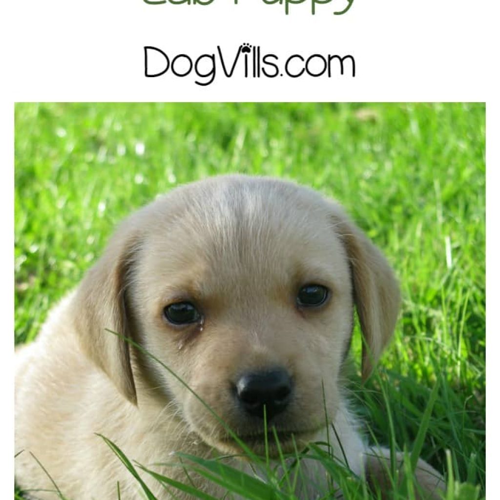 The best food for lab puppies is the one that supports their high energy! Check out our tips for choosing!