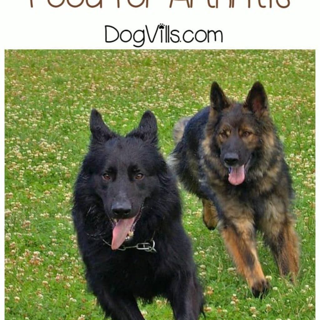 Finding the best grain free dog food for arthritis can really help your older dog live a fuller, more active life. Check out our tips for choosing!