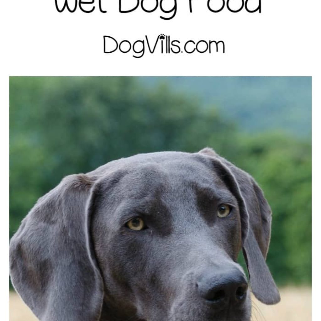 Looking for the best grain free wet dog food? Check out our tips to help you navigate the ingredients on the labels and feed your dog right!