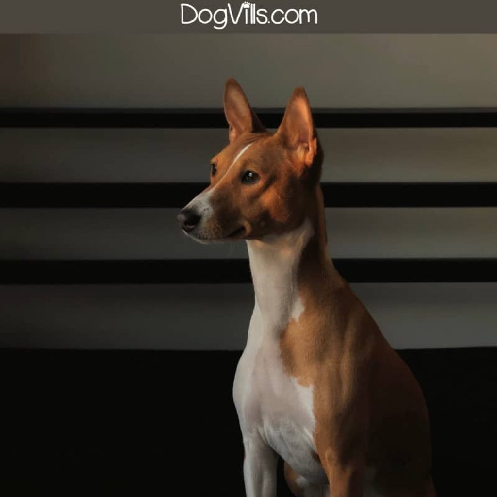 If you’re searching for the cleanest dog breeds to help you choose your next canine companion, you need our list! These are the least messy pups of all.