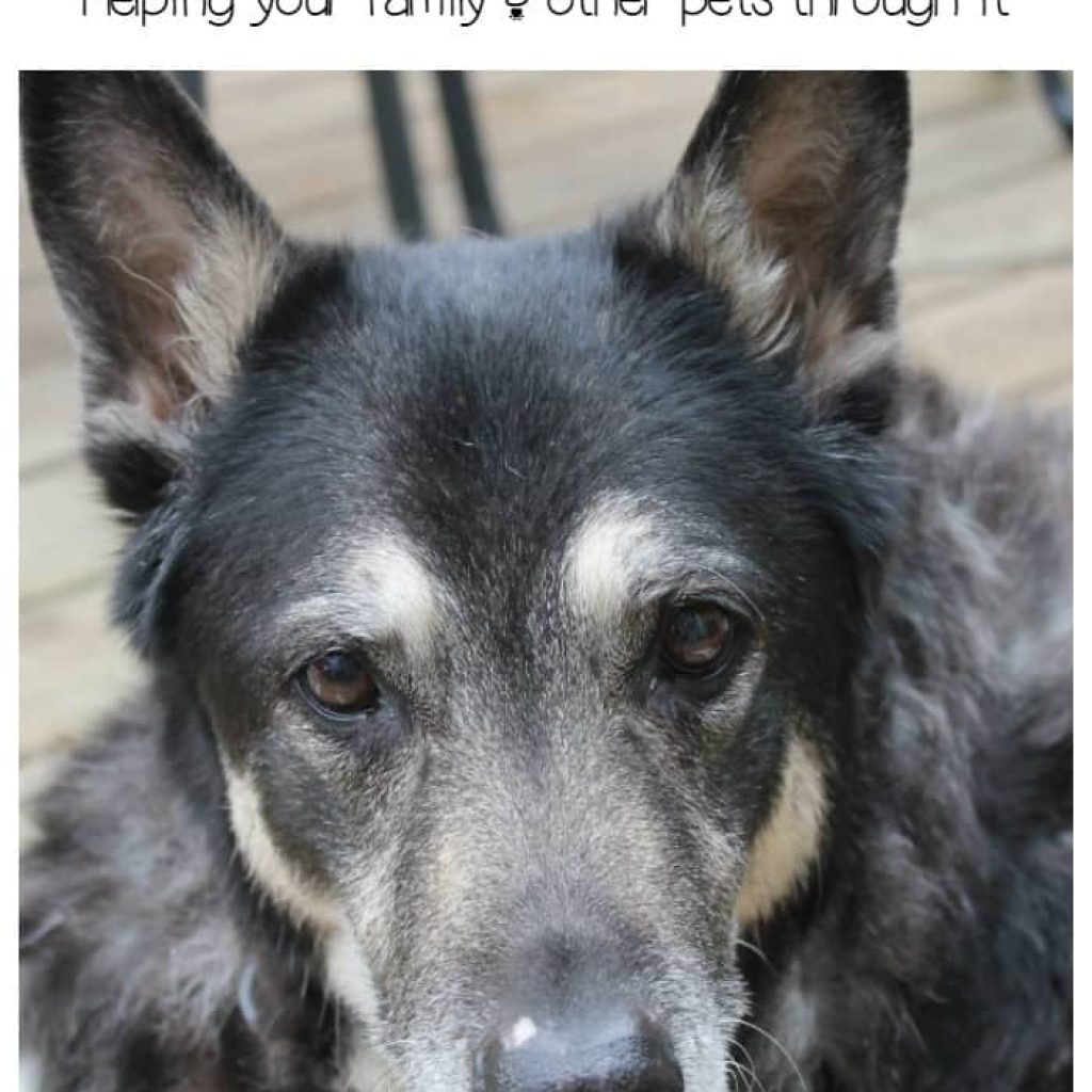 Coping with the loss of your dog isn't easy for you or your other pets. Read on for tips from experience on filling the hole in your heart & your home.