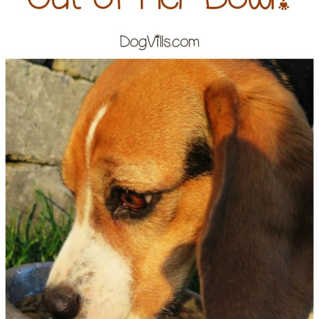 Why is my dog afraid of eating out of her bowl? Sounds like a strange question, right? Oddly, it's one that comes up more often than you'd think!