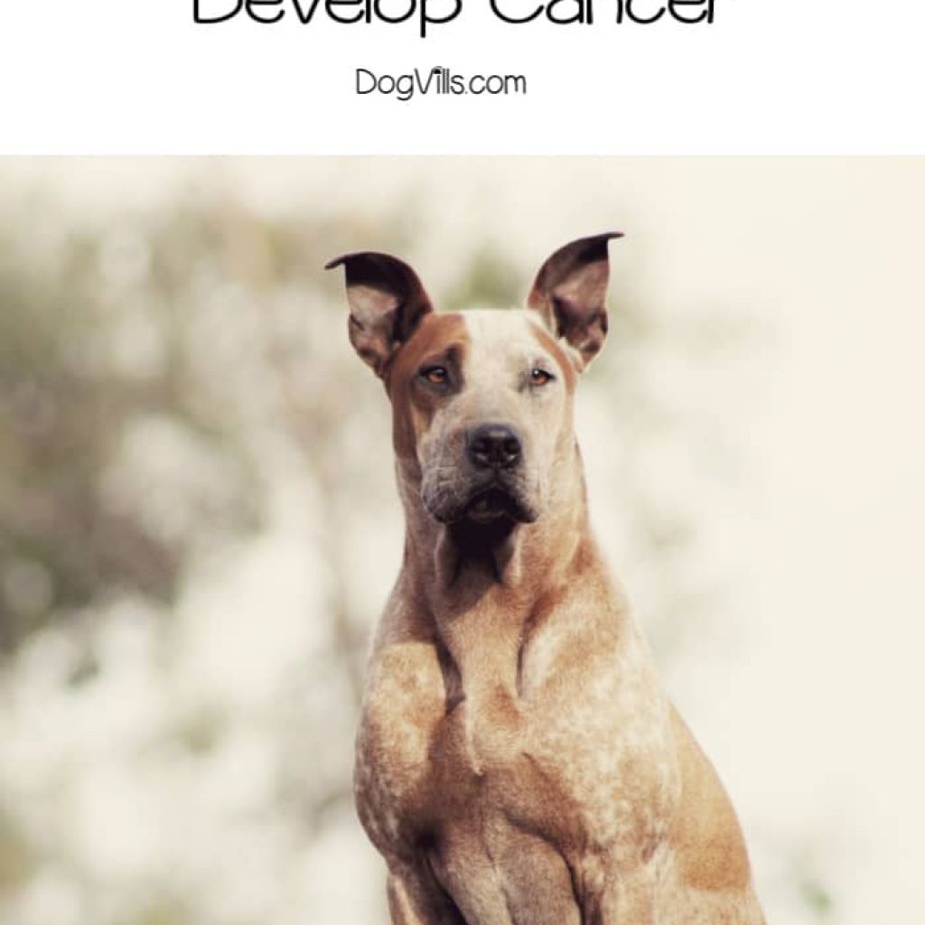 Knowing which dog breeds are least and most likely to develop cancer won't make it easier if it happens to your furry friend, but it can help prepare you. Read on to learn more.