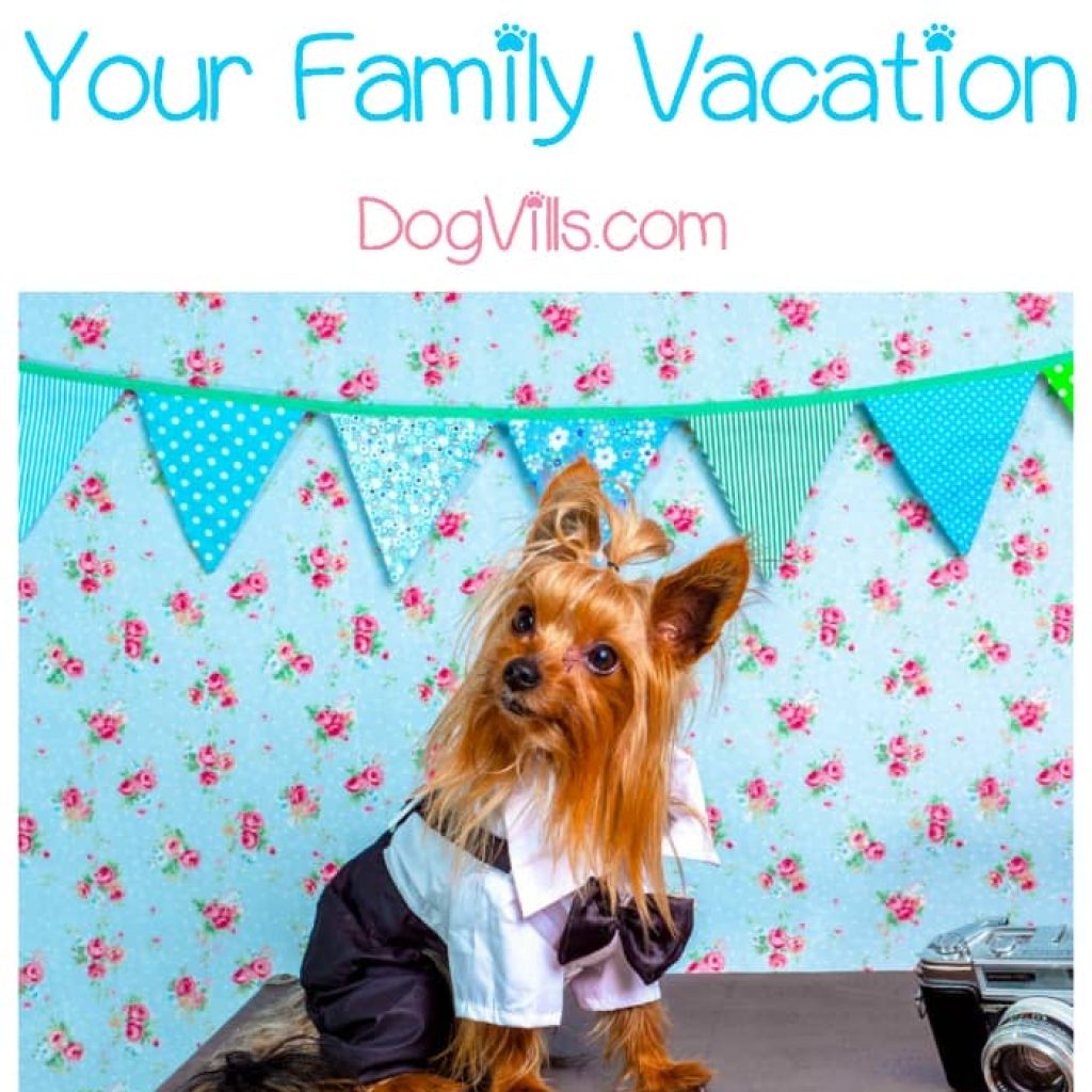 Plan a family summer vacation that includes the WHOLE family with these dog-friendly places! Check it out and get ready to travel!