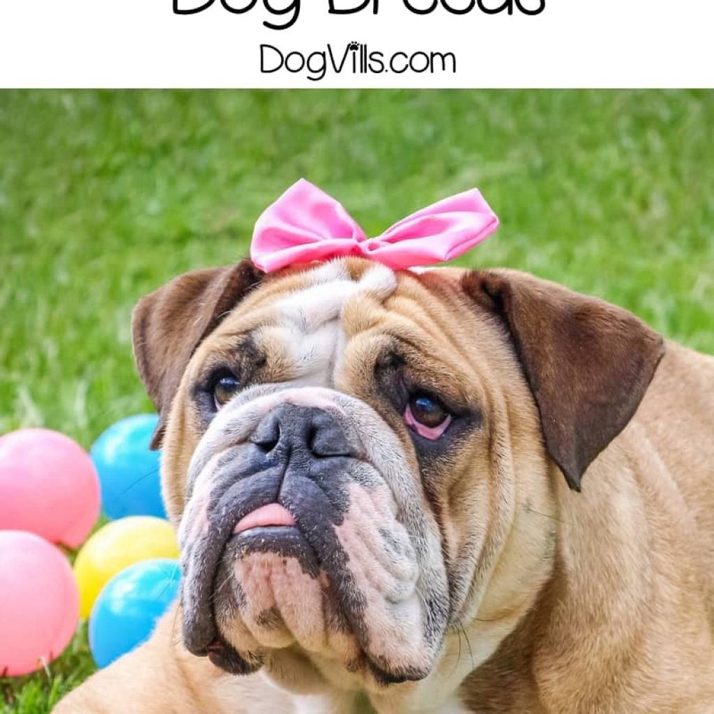 We all know which dogs are the smartest, but what about the dumbest dog breeds? Discover which dogs fall to the bottom of the intelligence charts.