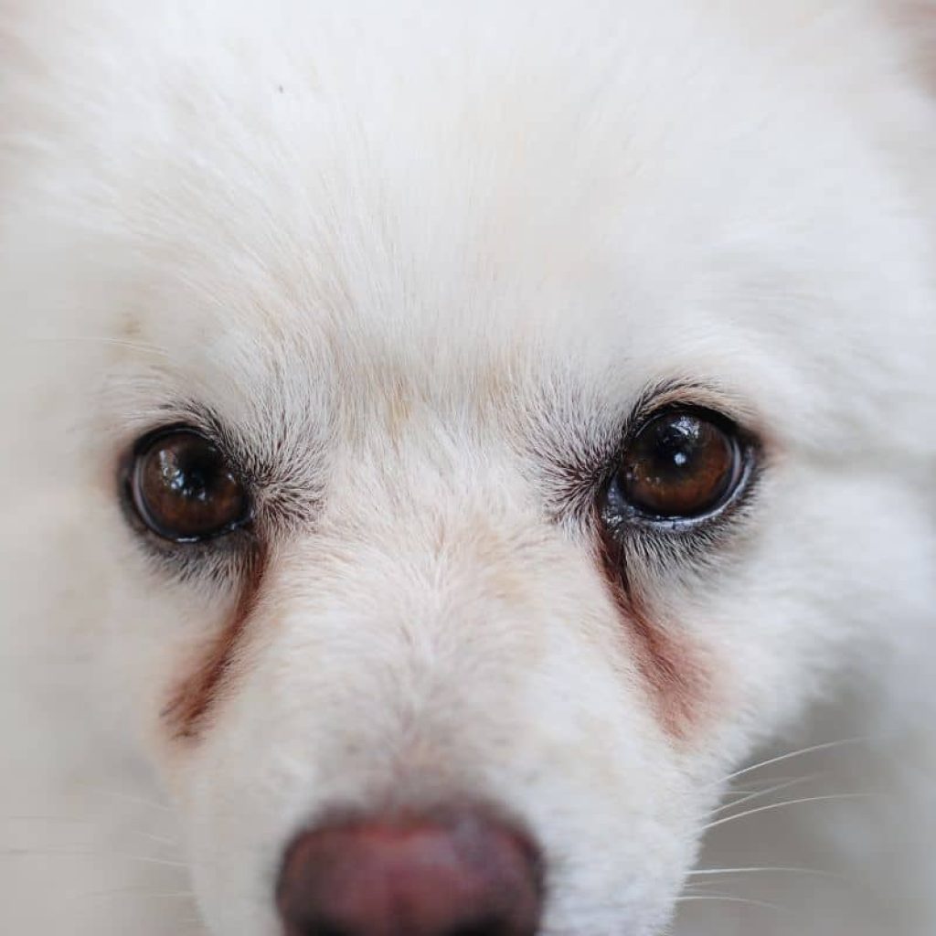 How to Treat Dog Tear Stains Naturally  