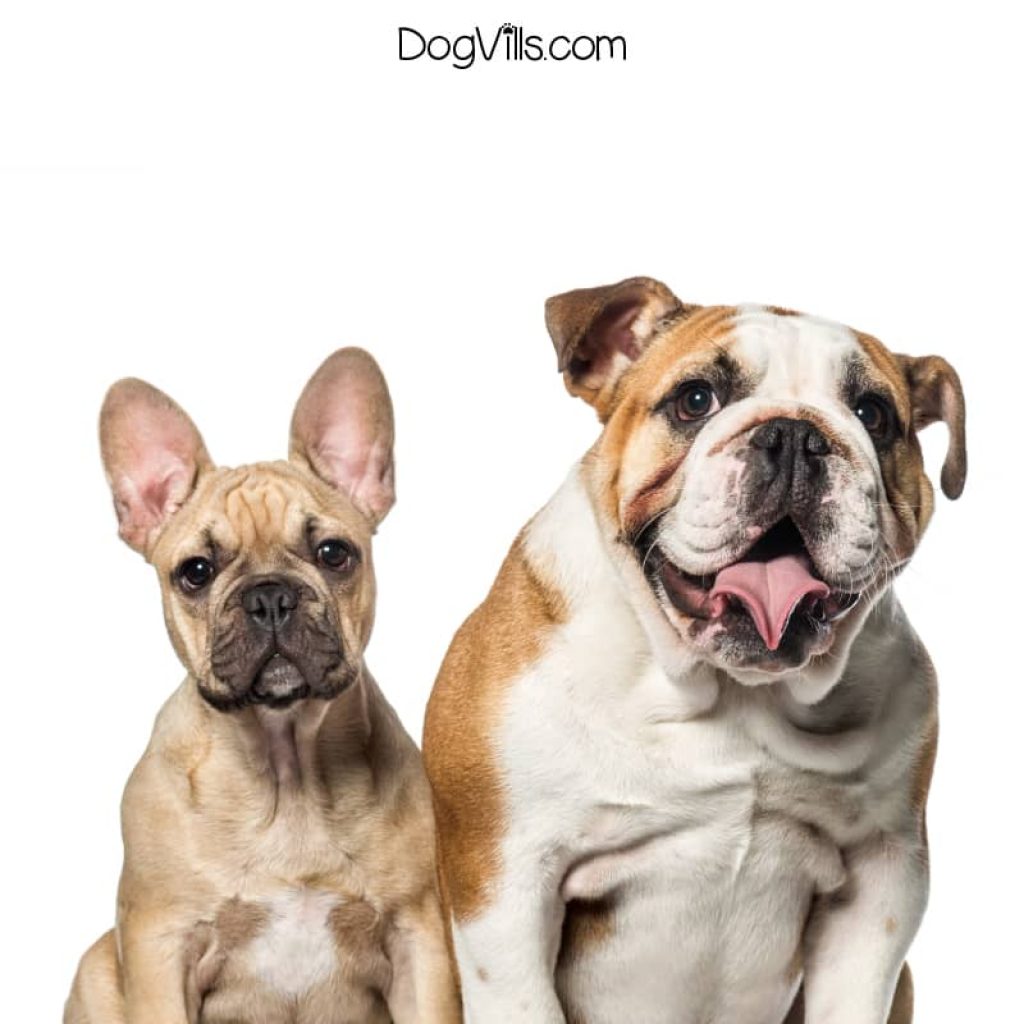 Is it better to have two dogs instead of just one lone pup? That's what we're exploring today! Read on to learn about the benefits of 2 dogs