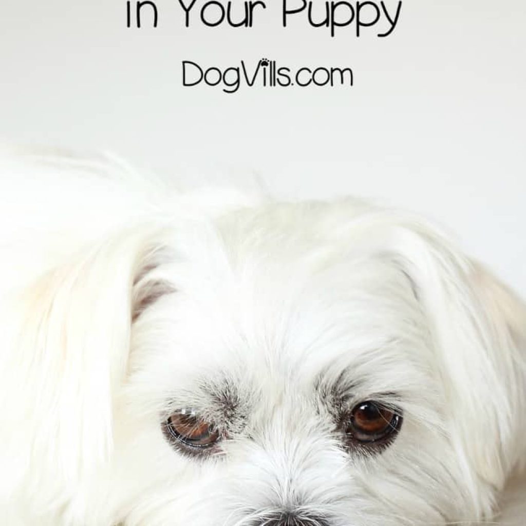 Wondering how to handle a seemingly mentally disabled puppy? Learn about brain damage in dogs & if there is anything you can do to help them thrive.