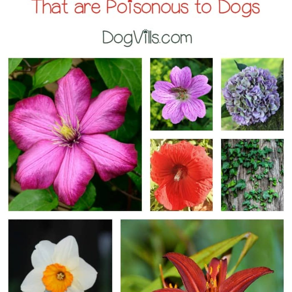 Check out our dog health tips for keeping your pooch safe by avoiding these poisonous plants for dogs!