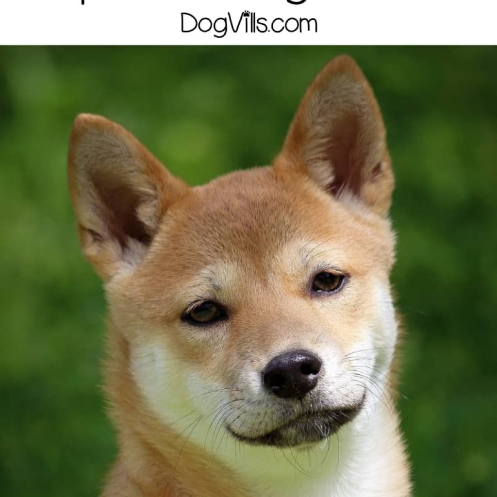 Do you want to learn more about popular Japanese dog breeds? Check out our list of the 8 breeds that have taken over hearts in The Land of the Rising Sun!