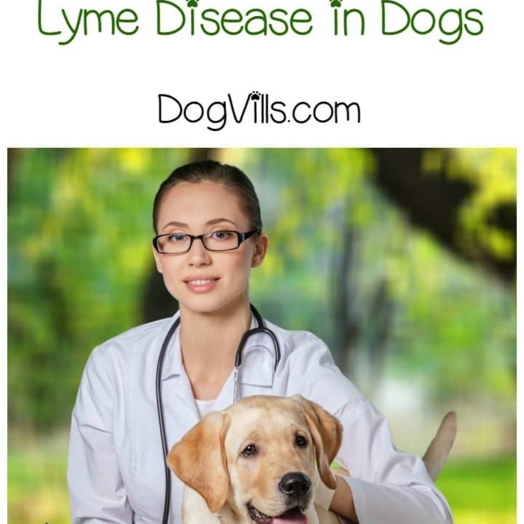 Prevent Lyme Disease in Dogs Month may be an awkward mouthful to say, but it's extremely important. Every April, the importance of preventing Lyme disease is highlighted with Prevent Lyme Disease in Dogs Month because April is the month when dogs are most prone to contracting this disease. In honor of this important month let's take a look at how we can keep lyme disease our of our pet's lives.