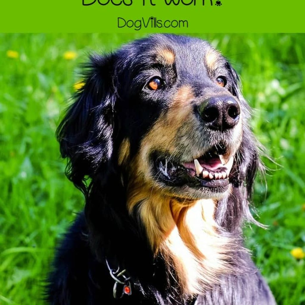 Lately, I've seen a lot of people asking about Quercetin for dog allergies and whether it works. Quercetin is a naturally occurring substance in many fruits and vegetables, and has recently found popularity as an all-natural antihistamine. The big question is: will it work for your dog's allergies? Find out!