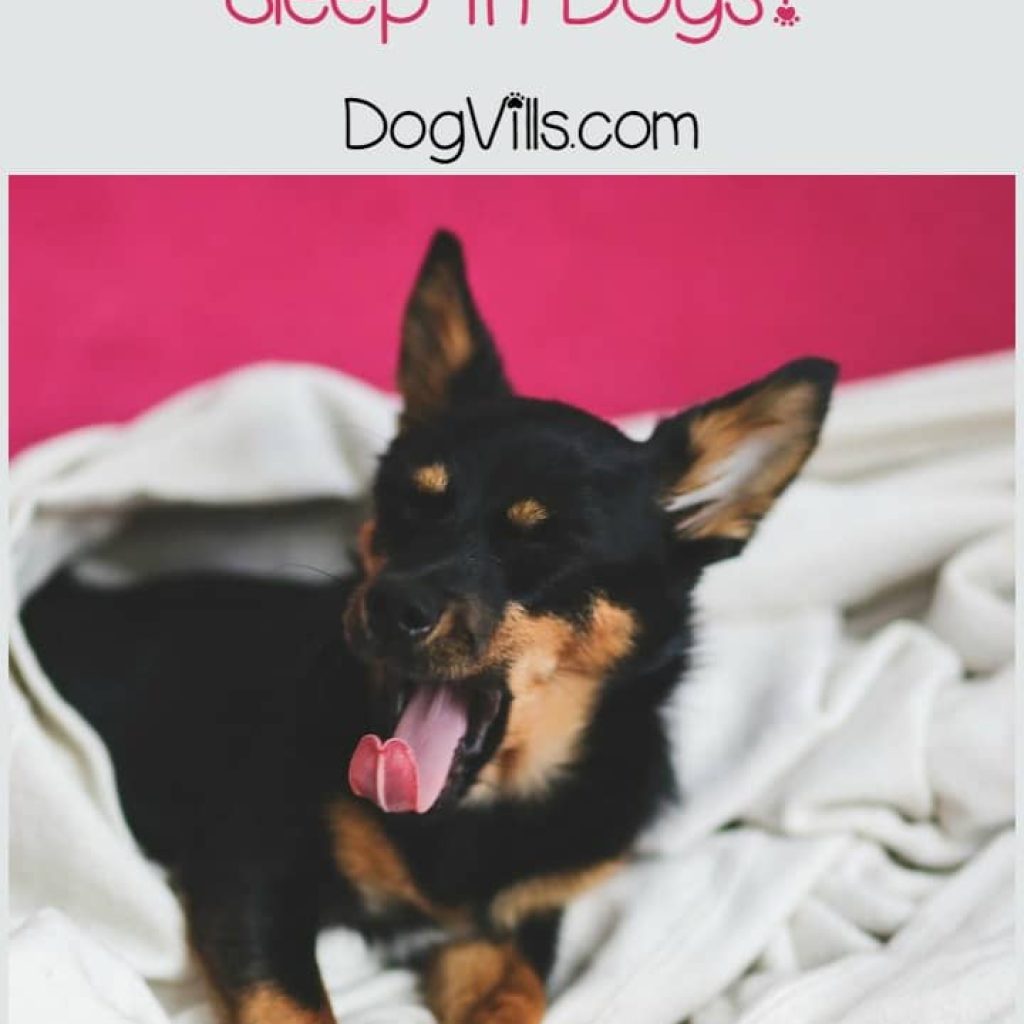Restless sleep and pacing can be signs of distress in your dog. While dogs do seem to dream, a restless dog is probably not suffering from nightmares. Rather, they are probably experiencing some sort of physical discomfort causing them to be unable to sleep. Learn more about the cause of nightmares and restless sleep in dogs.