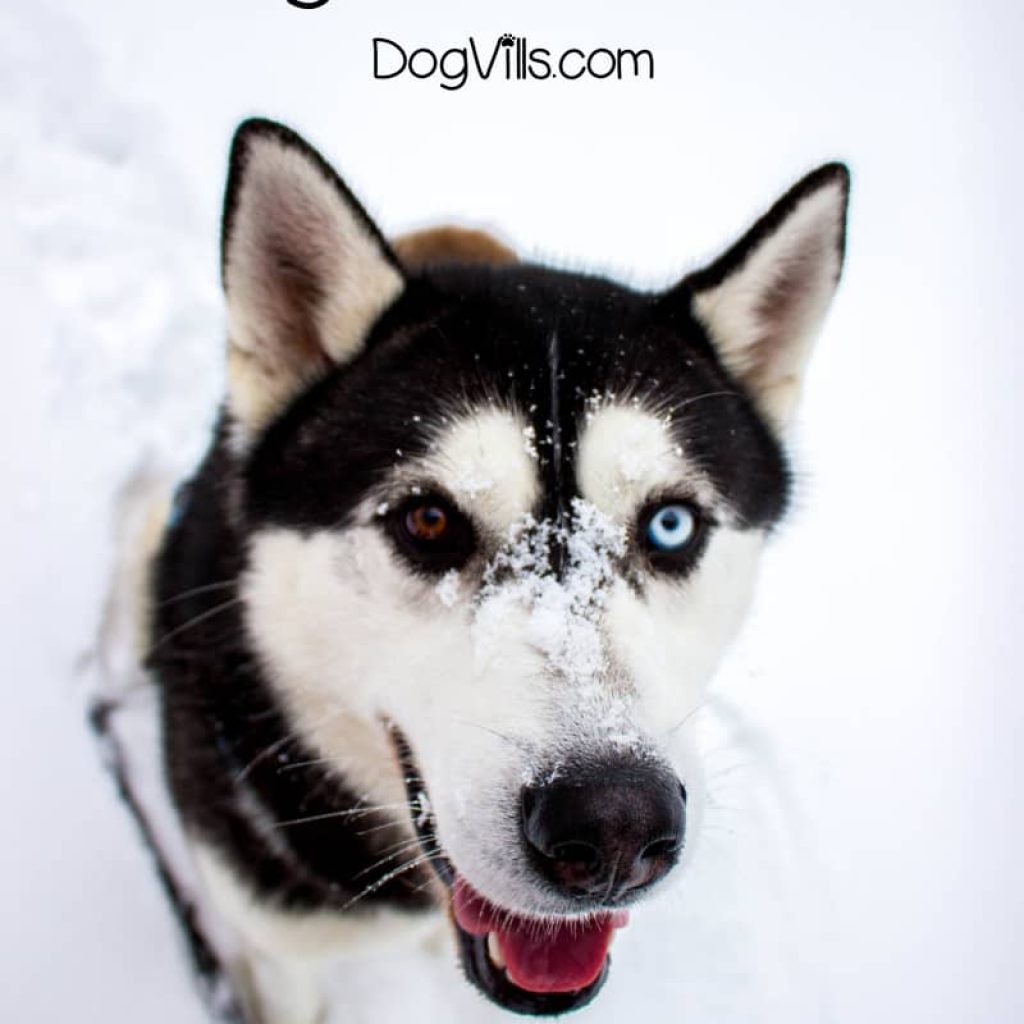 Wondering how to make your dog feel secure in his new home? Read on for 7 tips that will have him feeling safe and comfortable in no time!